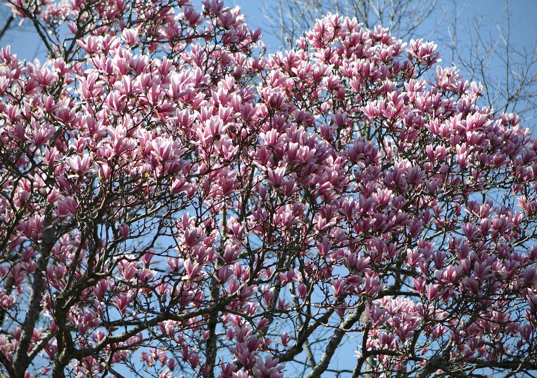 Photo of Saucer Magnolia